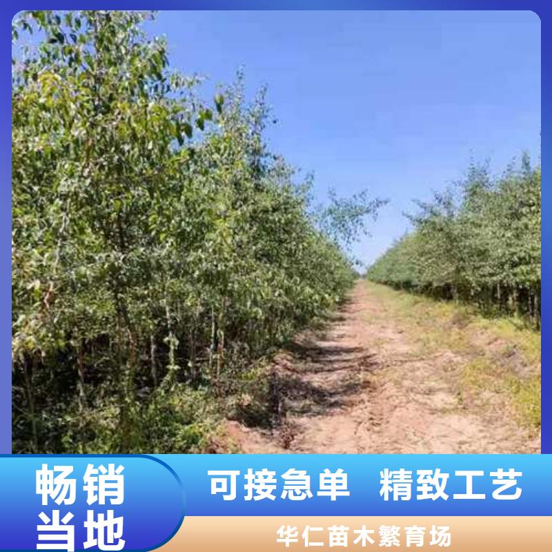 杜梨,【红香酥梨树苗】匠心打造
