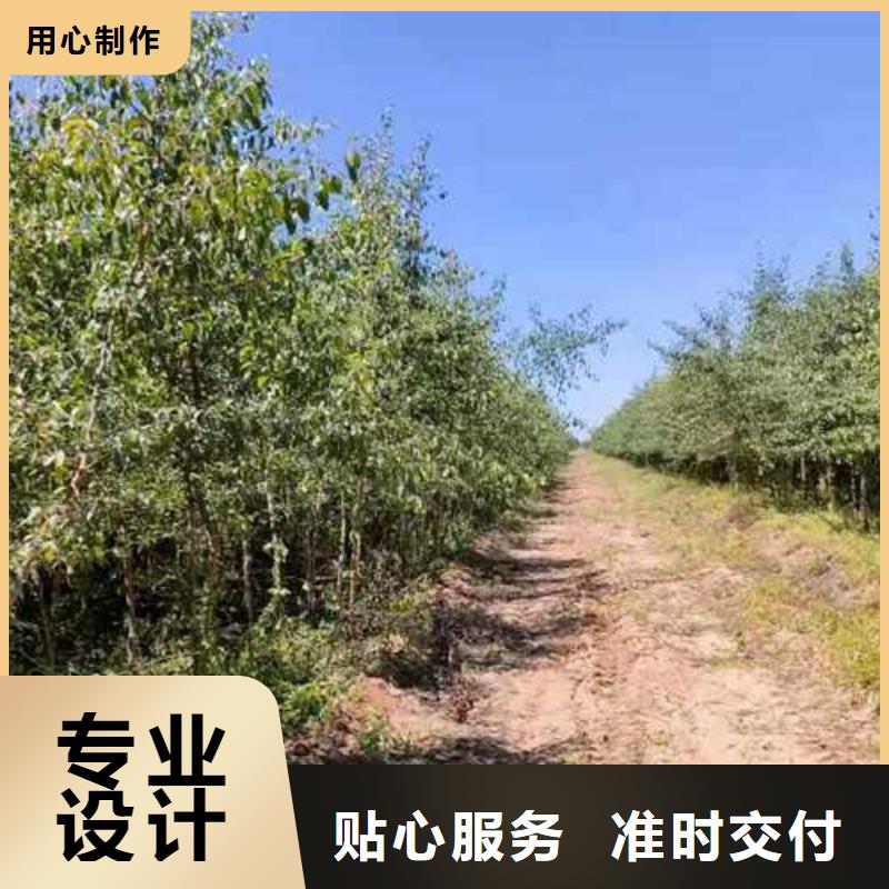 杜梨,梨树苗基地厂家供应