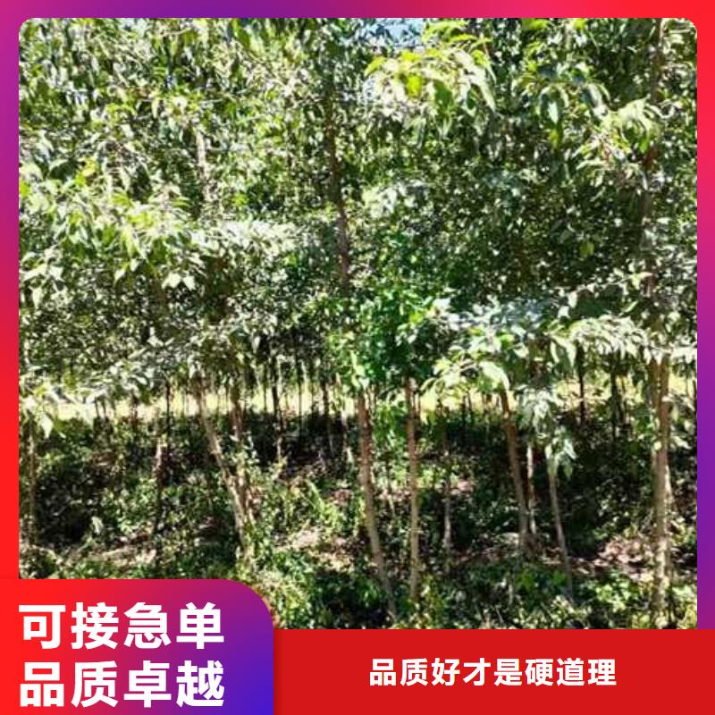 杜梨小苗哪里的品种纯