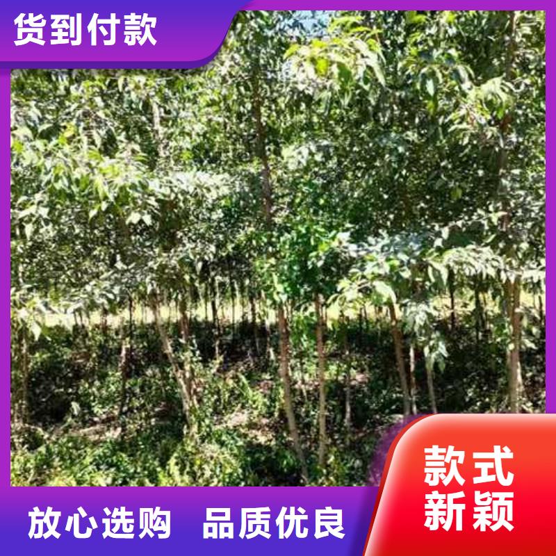 杜梨玉露香梨树苗价格公道合理