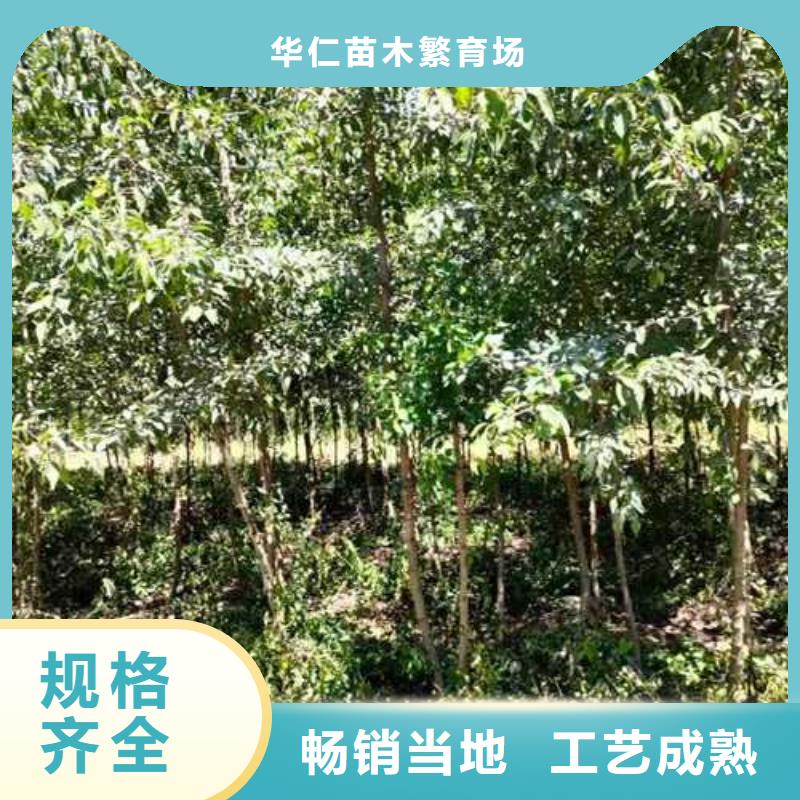 杜梨,杜梨苗价格有优势