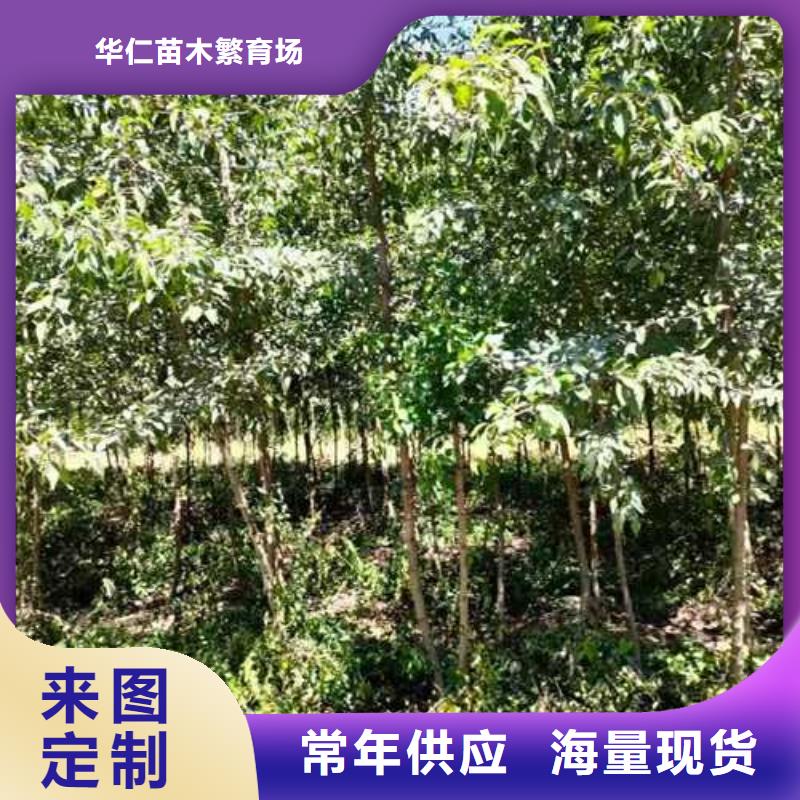 杜梨,香酥梨树苗大库存无缺货危机
