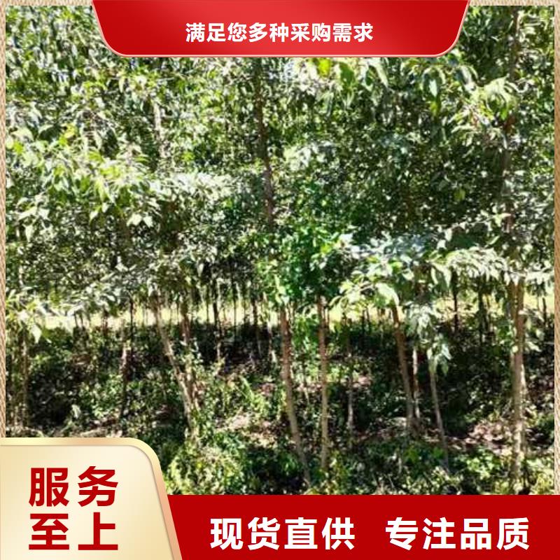 杜梨小苗哪里的品种纯