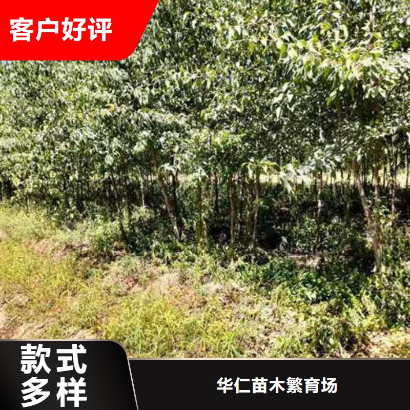 杜梨小苗图片