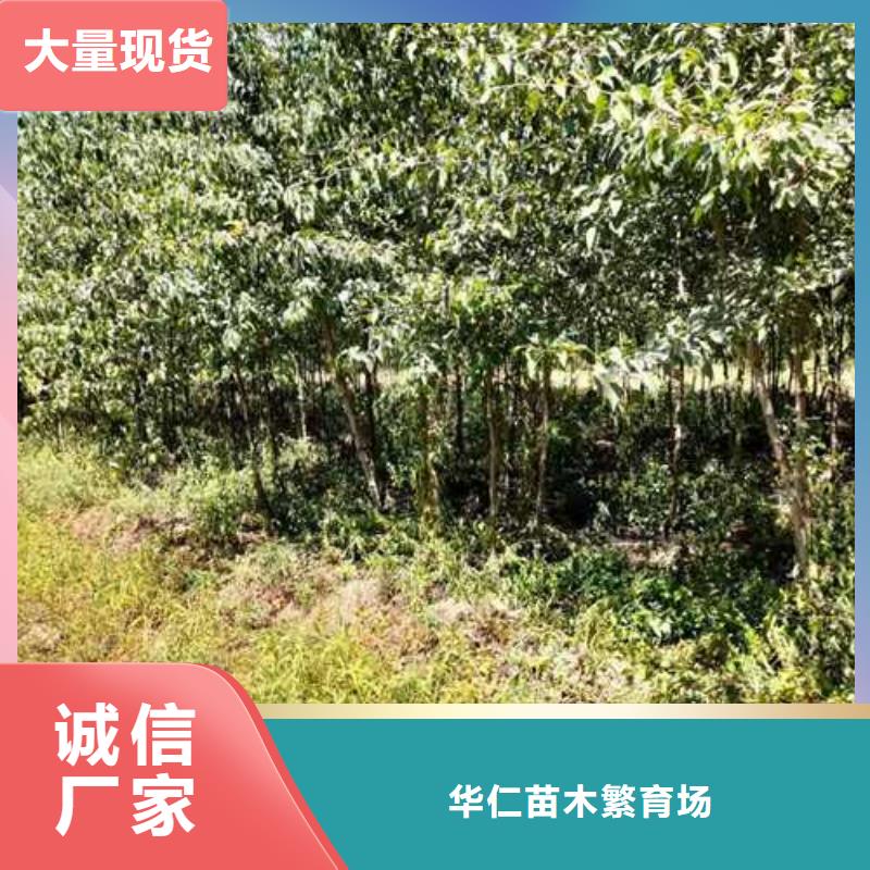 杜梨小苗什么品种好