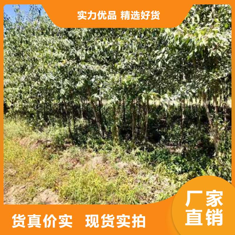 杜梨黄冠梨树苗快速发货