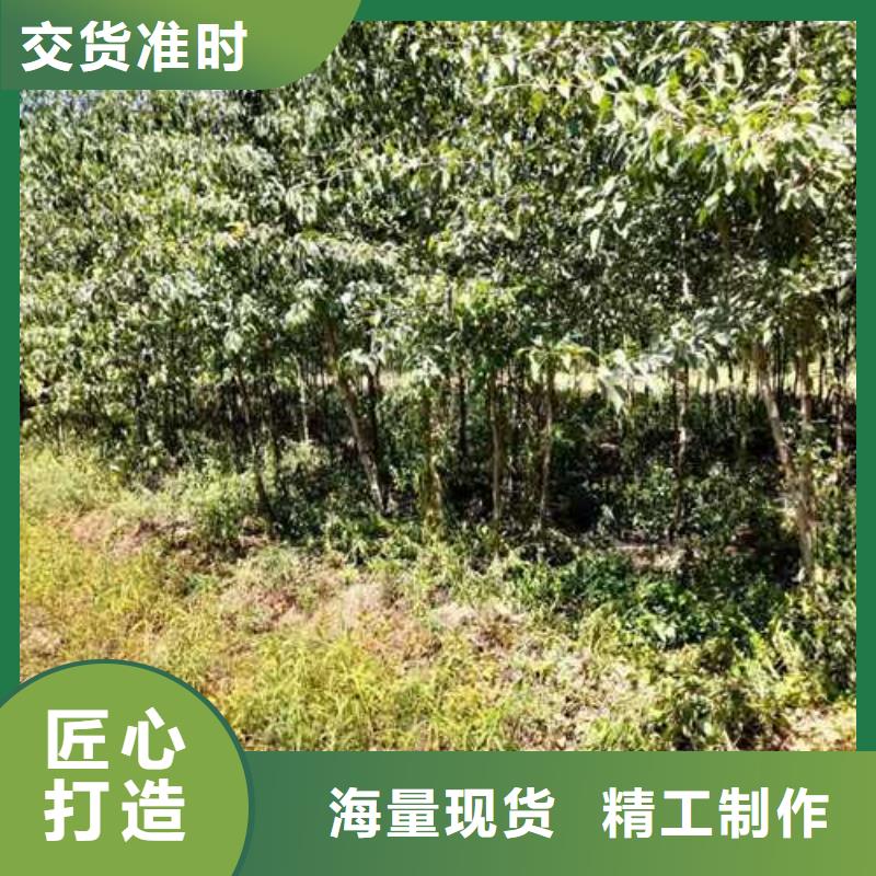 杜梨,香酥梨树苗大库存无缺货危机