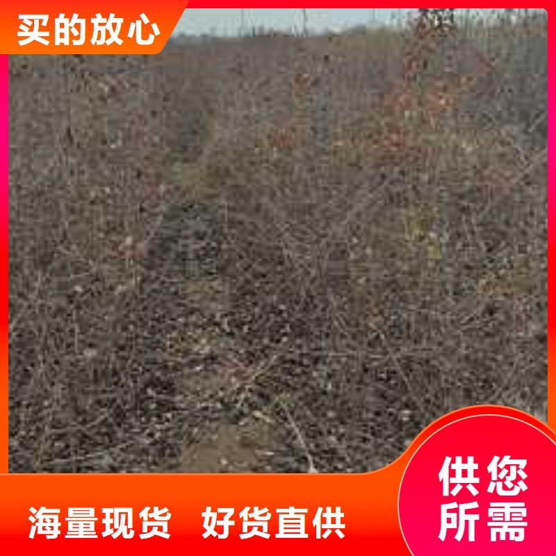 杜梨十四号桃树苗工厂价格