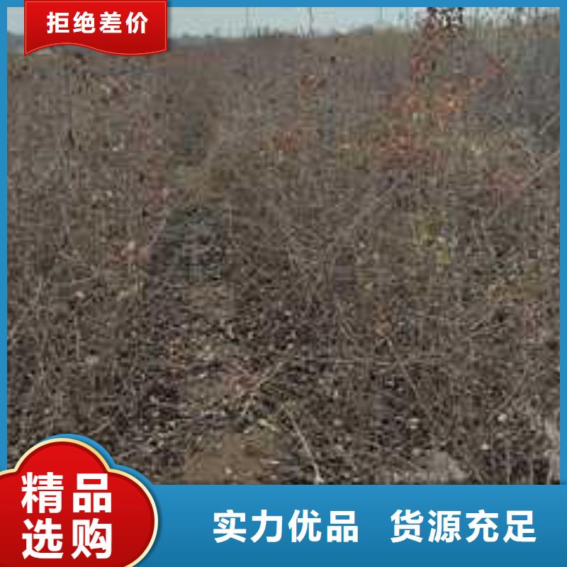 杜梨十四号桃树苗实体厂家