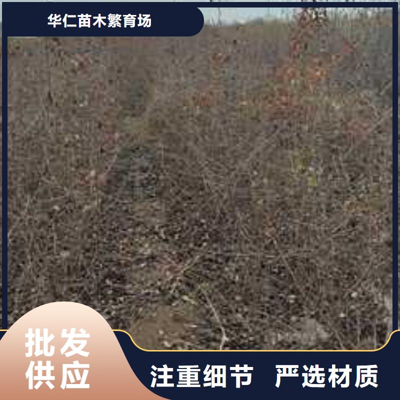 杜梨北京十四号桃树苗专业生产制造厂