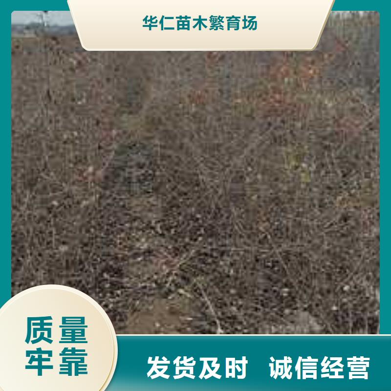 杜梨,玉露香梨树苗行业优选