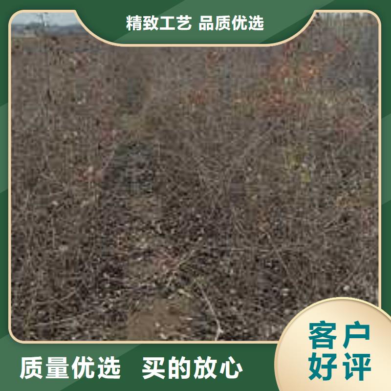 杜梨海棠苗货源充足