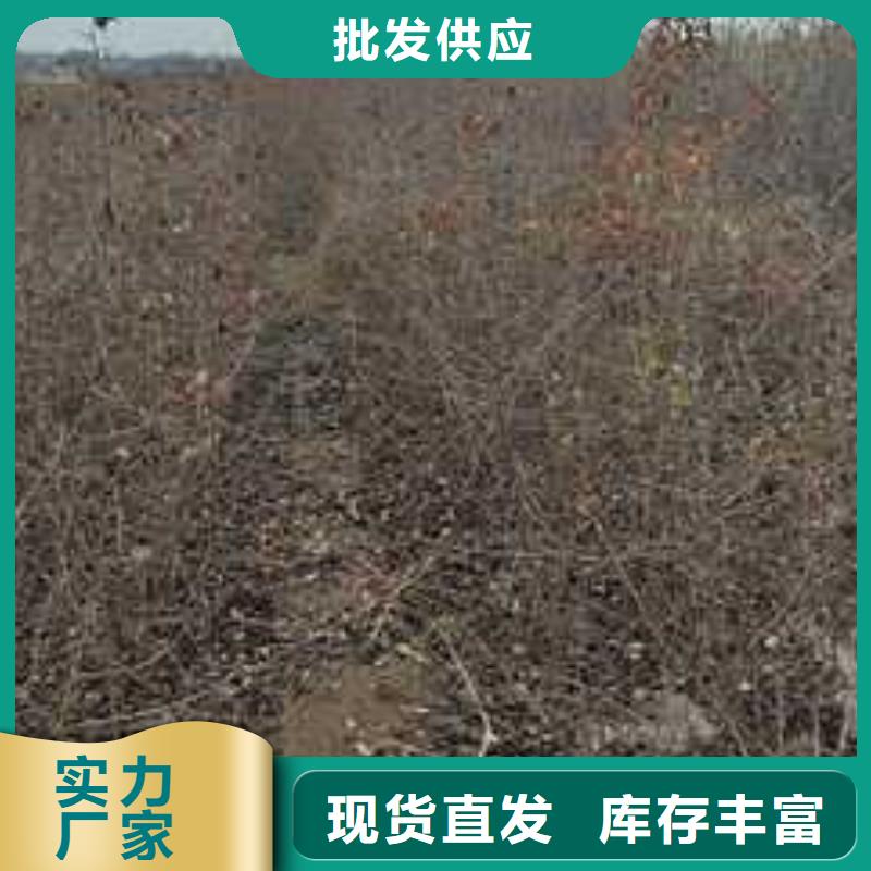 杜梨黄冠梨树苗快速发货