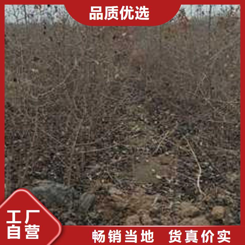杜梨北京十四号桃树苗细节之处更加用心