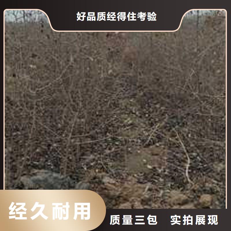 杜梨小苗图片