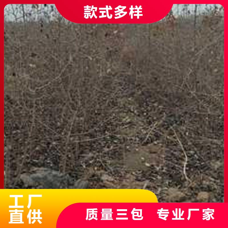 杜梨杜梨苗一致好评产品