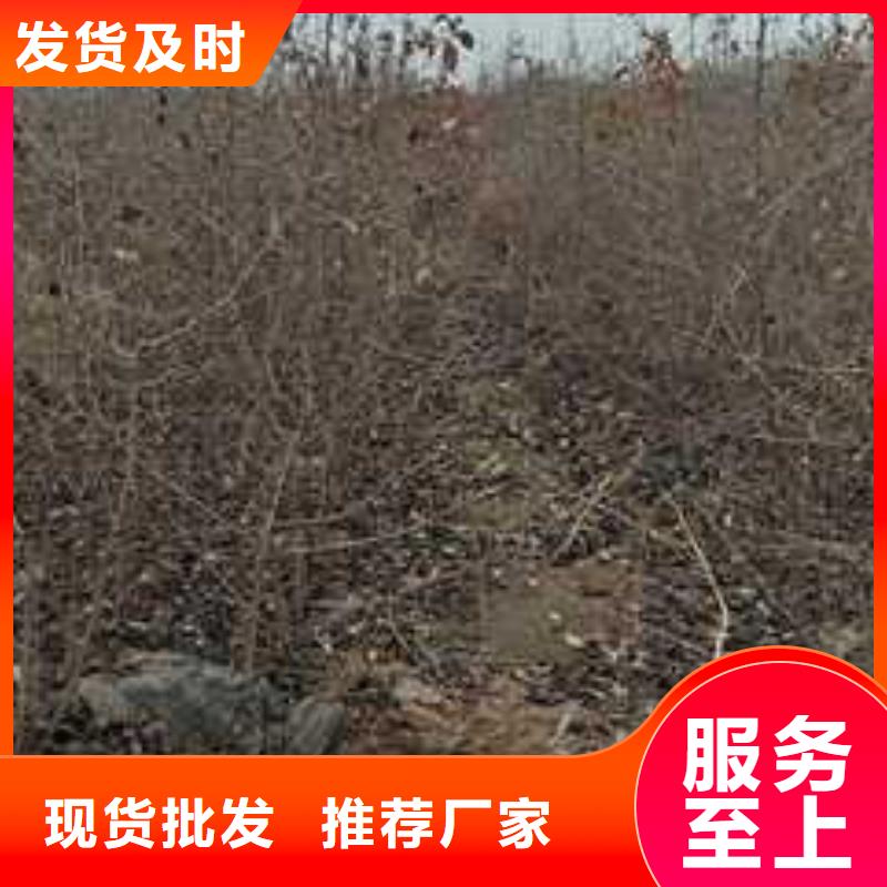 杜梨苗种植基地