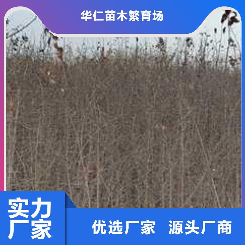 杜梨,【红香酥梨树苗】匠心打造