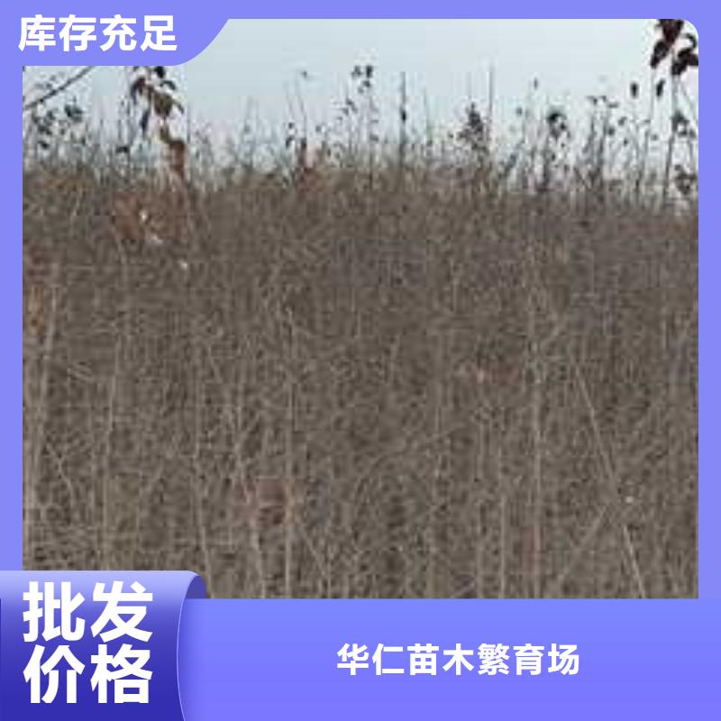 杜梨,梨树苗基地厂家供应