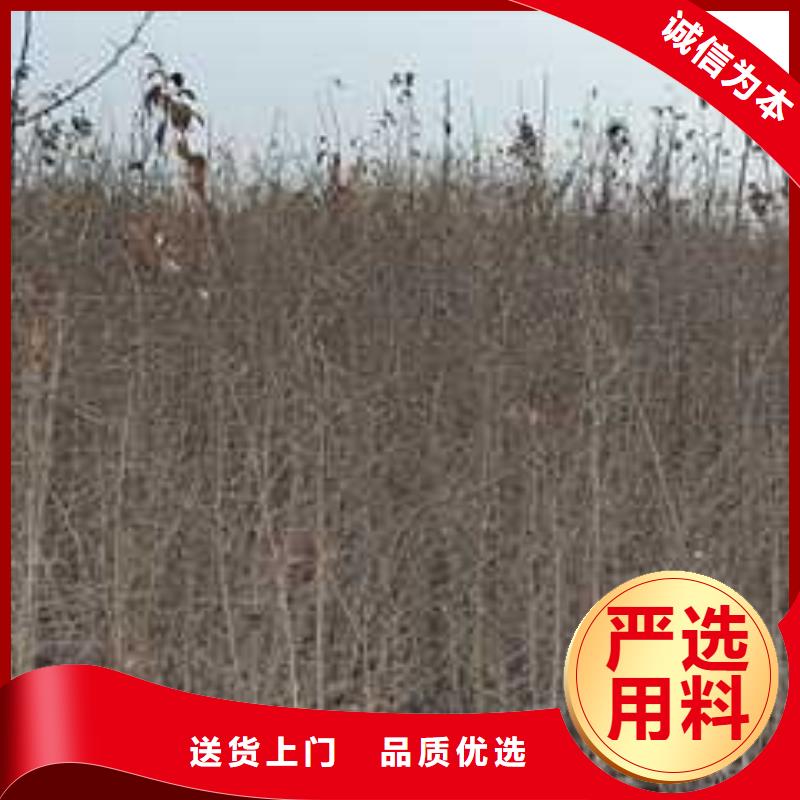 杜梨玉露香梨树苗用心做品质