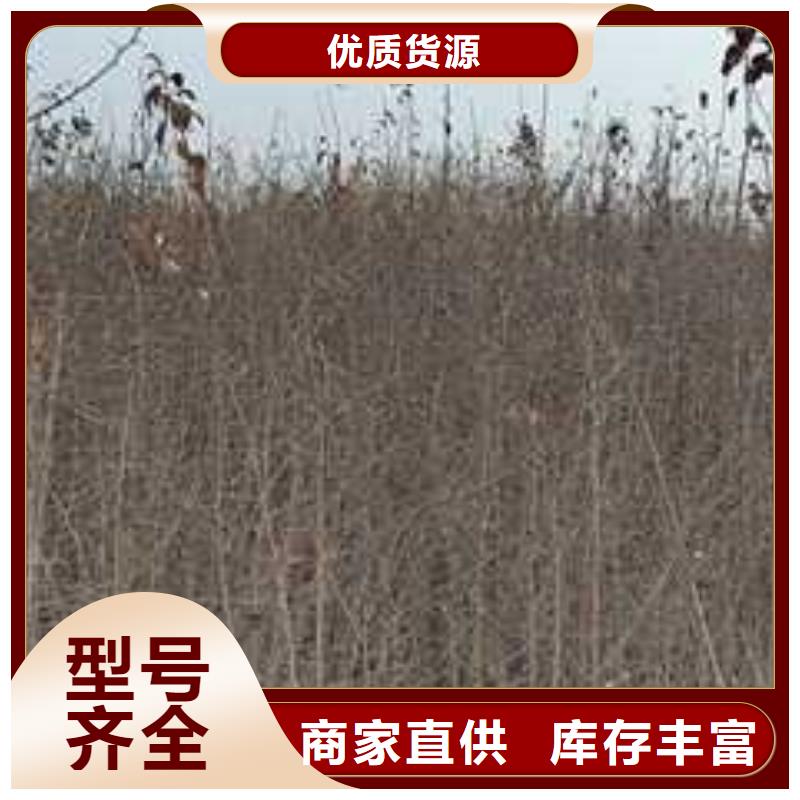 杜梨梨树苗基地用心做好每一件产品