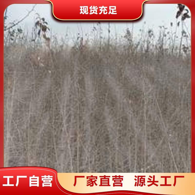 杜梨红香酥梨树苗价格实惠工厂直供