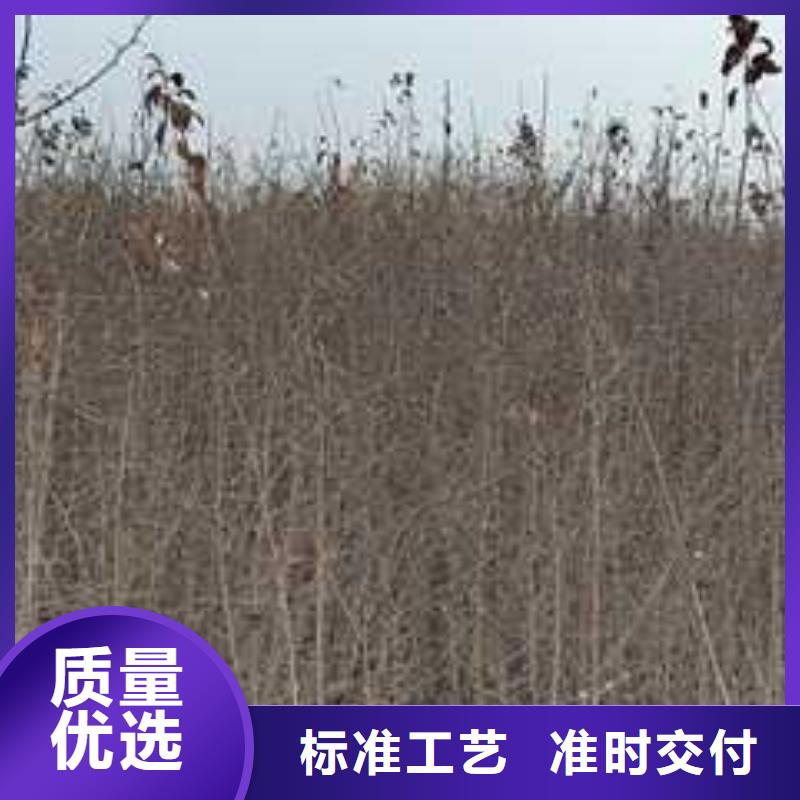 杜梨玉露香梨树苗有口皆碑