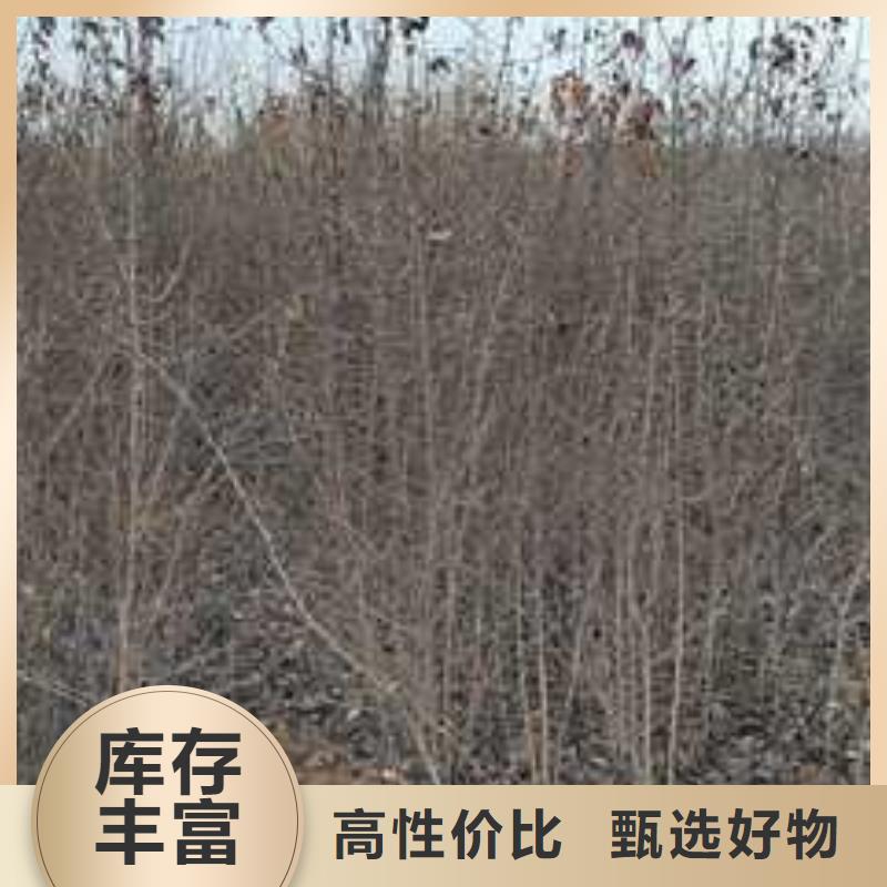 杜梨树苗品种
