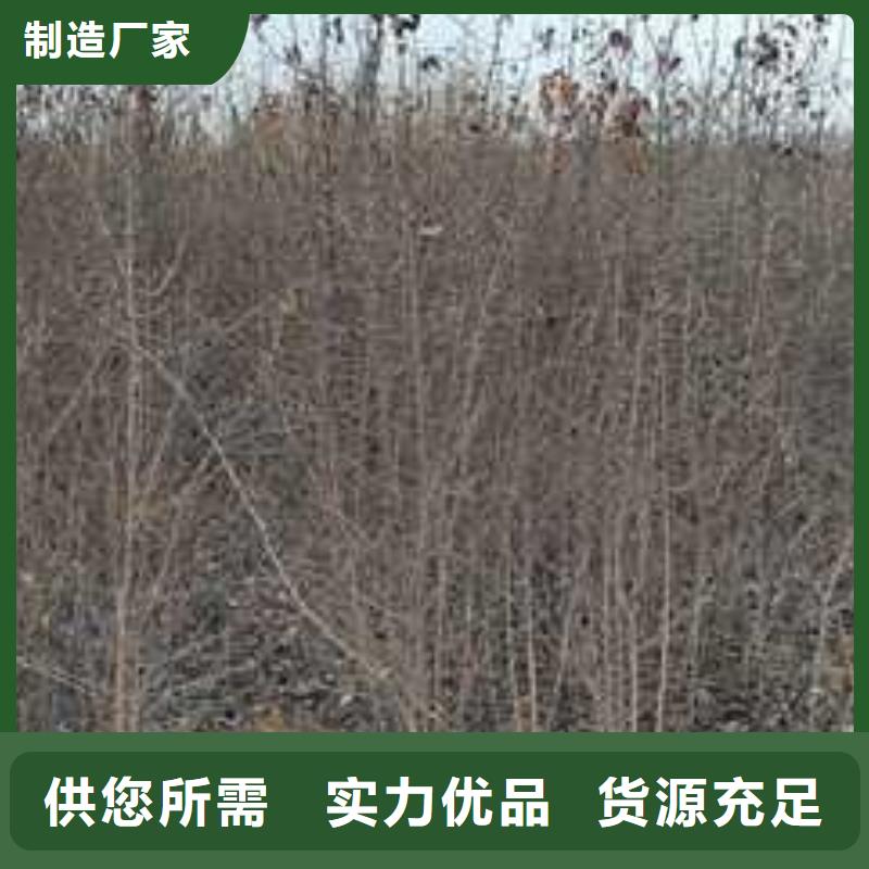 杜梨梨树苗基地好产品价格低