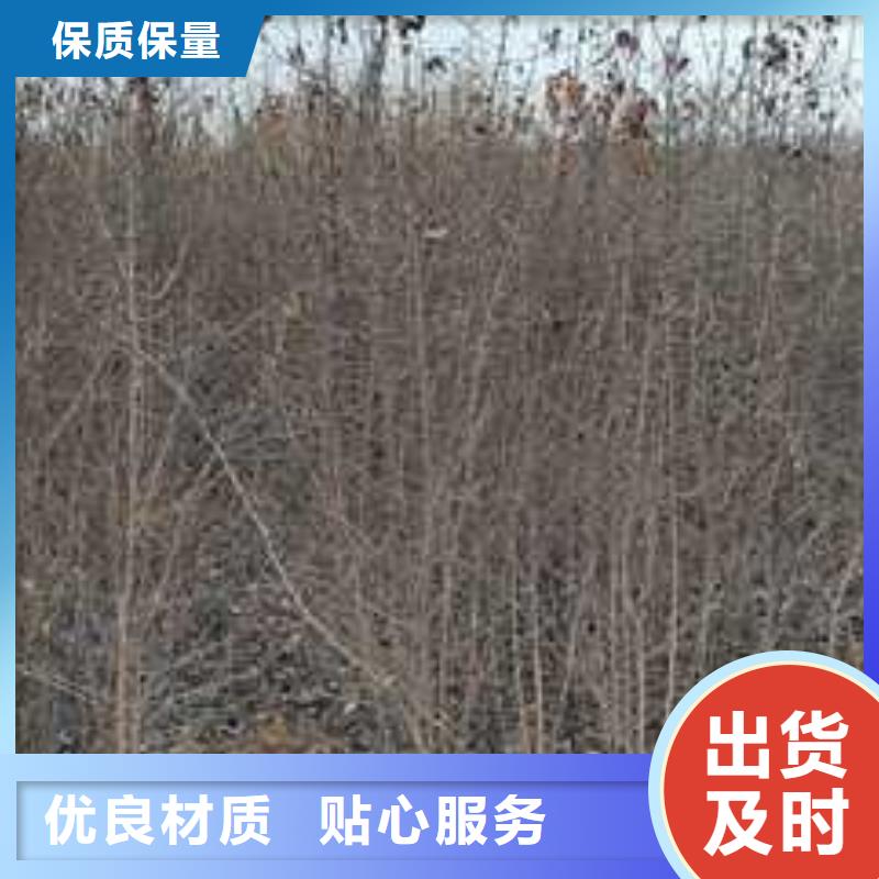 杜梨_新梨7号梨树苗一对一为您服务