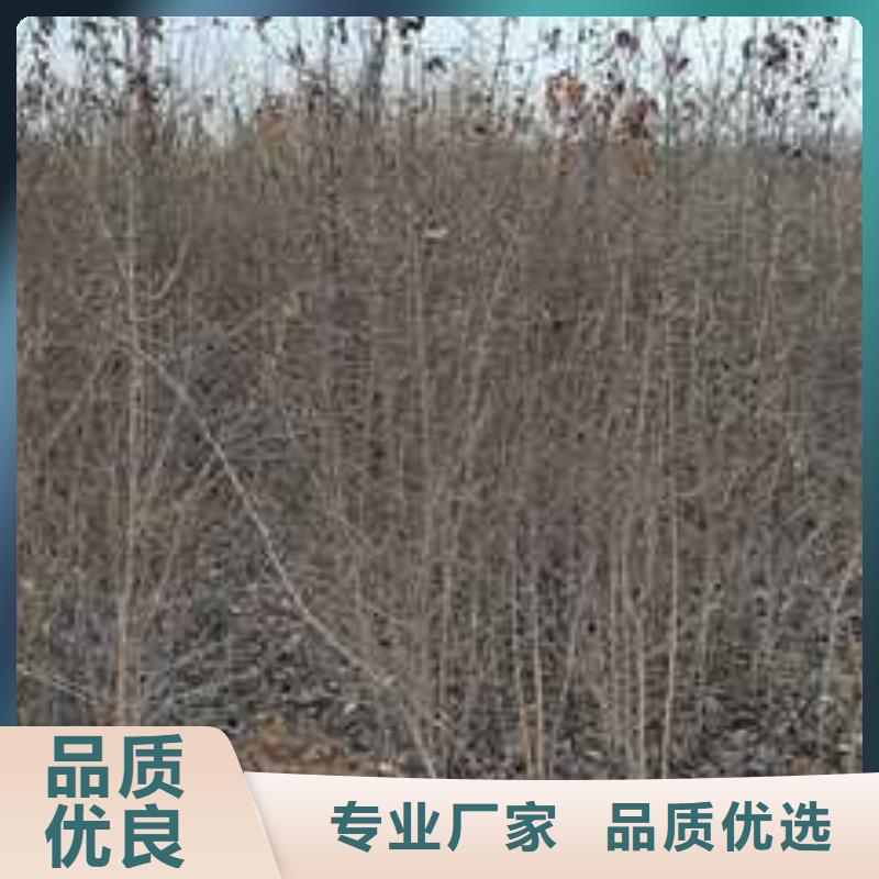 杜梨小苗什么品种好