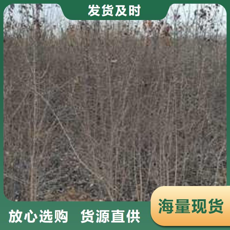 杜梨奥红全红梨树苗源厂直接供货