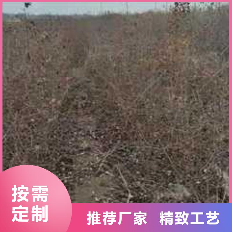 杜梨小苗管理方式