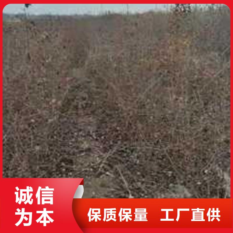 杜梨,杜梨苗价格有优势