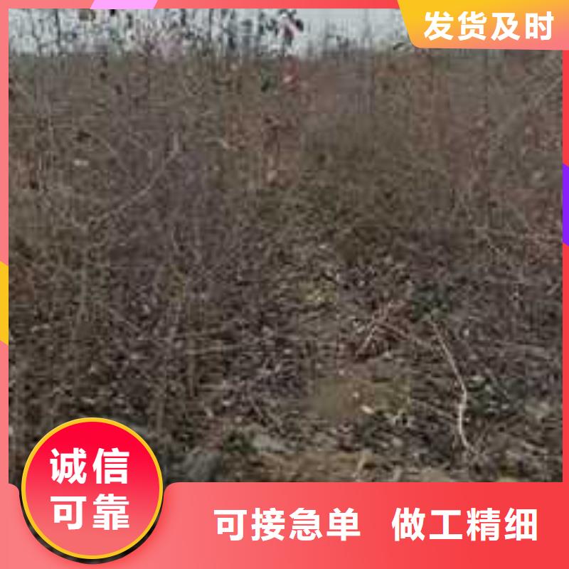 杜梨瑞蟠101桃树苗检验发货