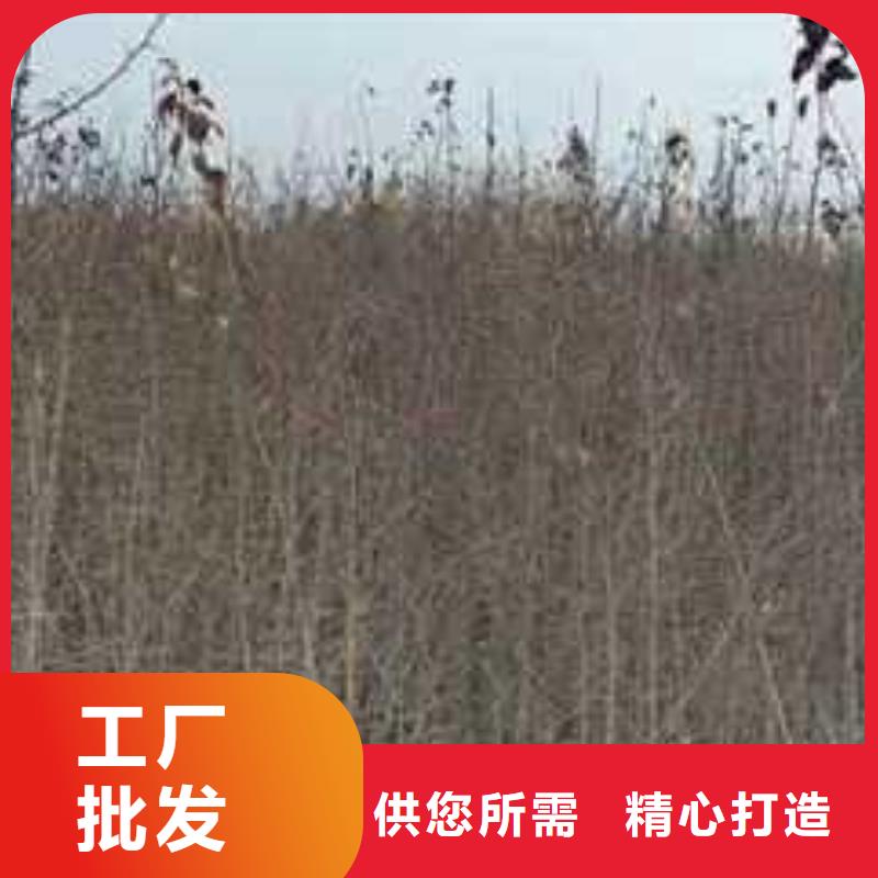杜梨树苗品种