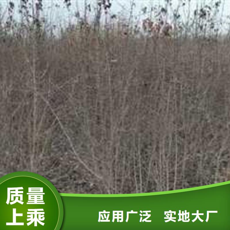 杜梨,香酥梨树苗大库存无缺货危机