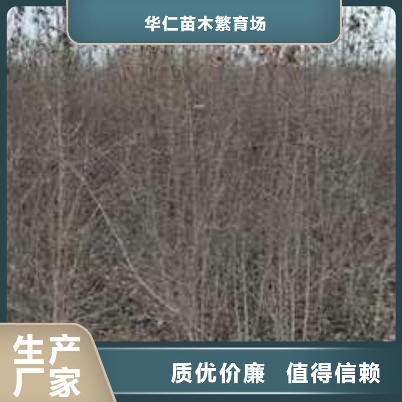 杜梨树苗新品种