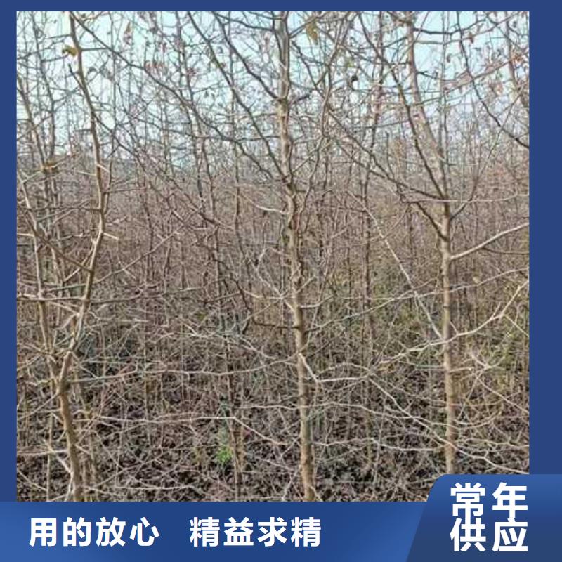 杜梨毛桃苗精心选材