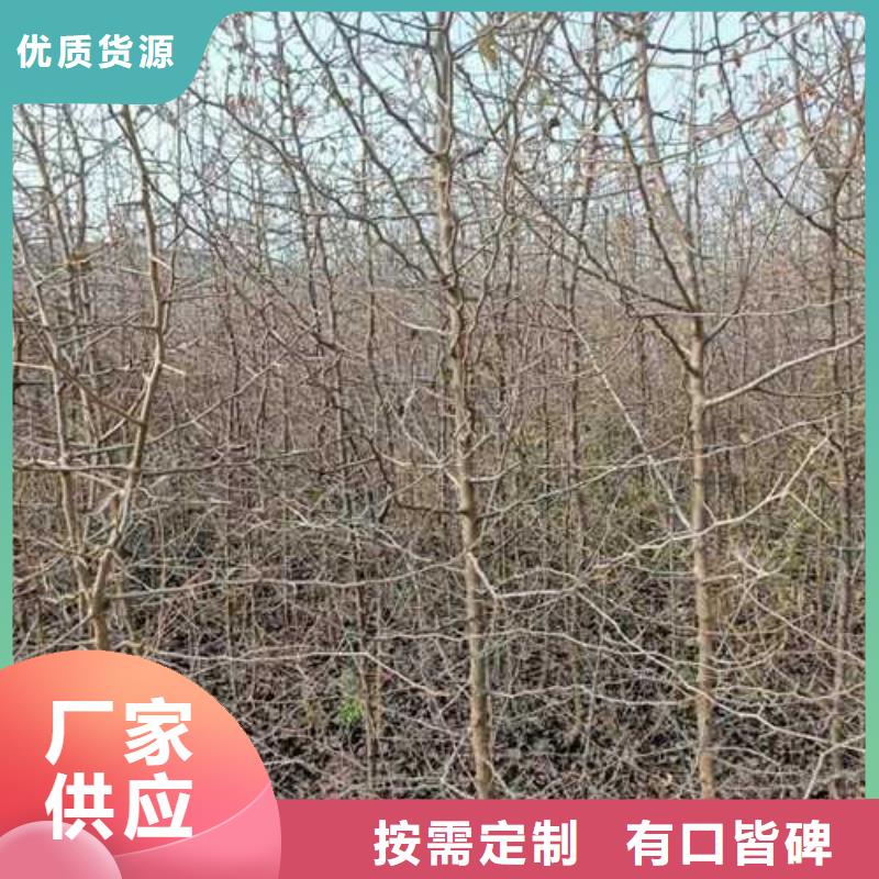 杜梨杜梨苗一站式采购