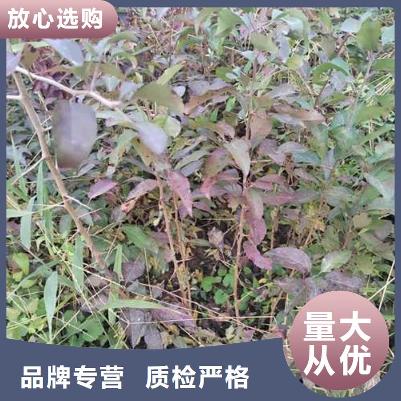 杜梨,杜梨苗价格有优势