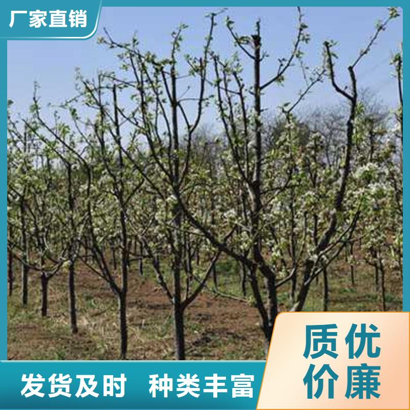 杜梨苗2025品种