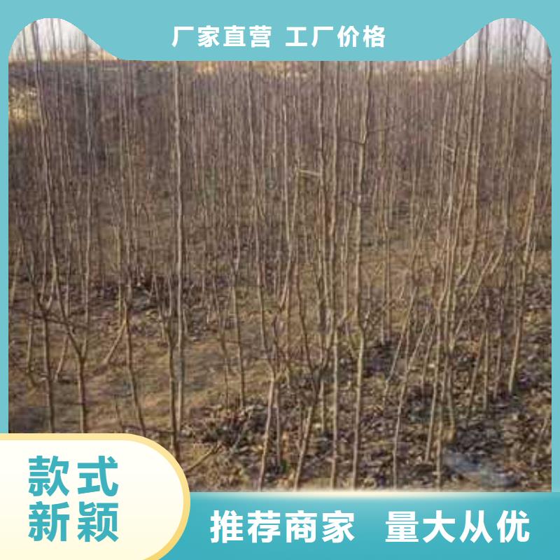 杜梨梨树苗基地好产品价格低