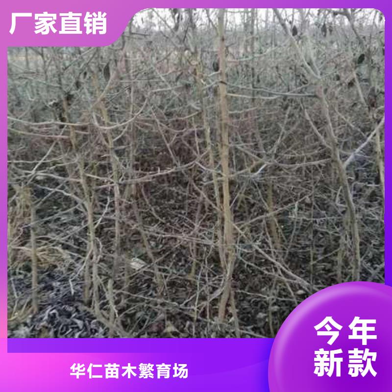 杜梨杜梨苗实地大厂