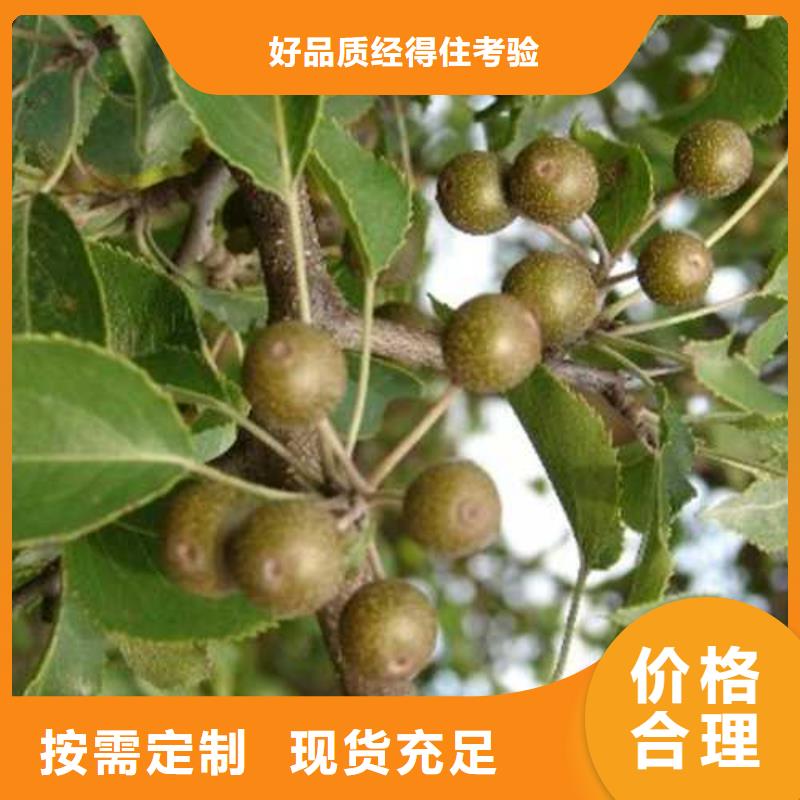 杜梨秋月梨树苗品质优良