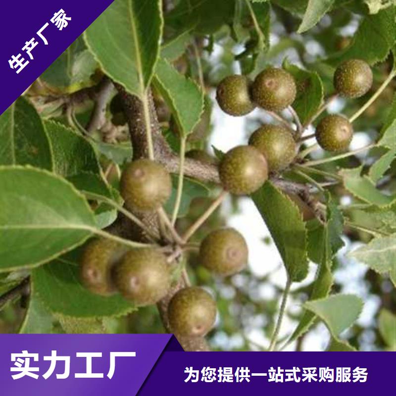 杜梨,香酥梨树苗大库存无缺货危机
