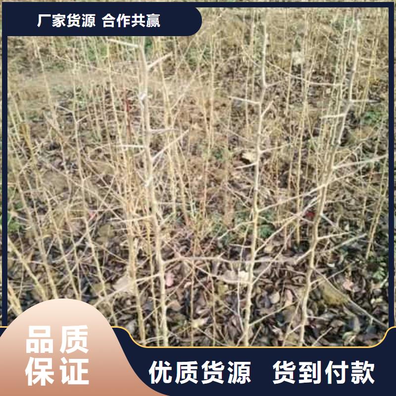 杜梨-秋月梨树苗一站式采购商家