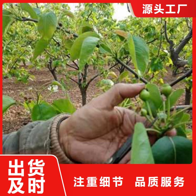 杜梨毛桃苗做工细致