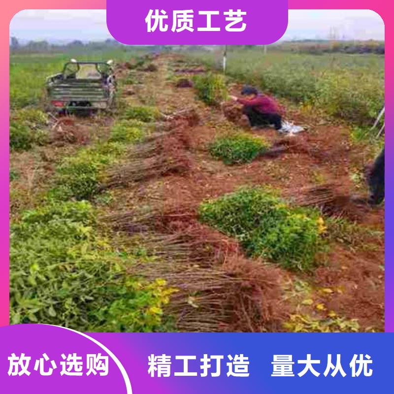 杜梨十四号桃树苗实体厂家