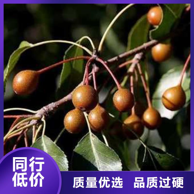 杜梨十四号桃树苗实体厂家